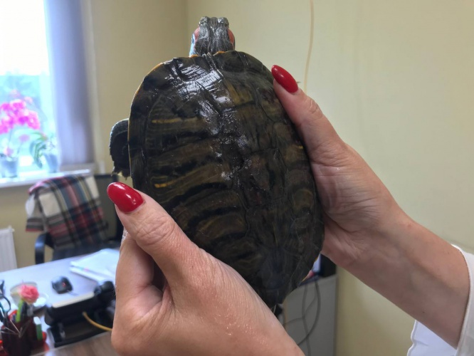 Сотрудники комплекса «РТ-Инвест» спасли на сортировочной ленте живую черепаху