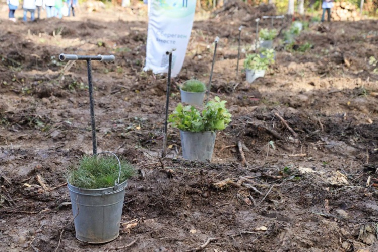 Более 40 тысяч сеянцев сосны высадили в лесах Красногорска
