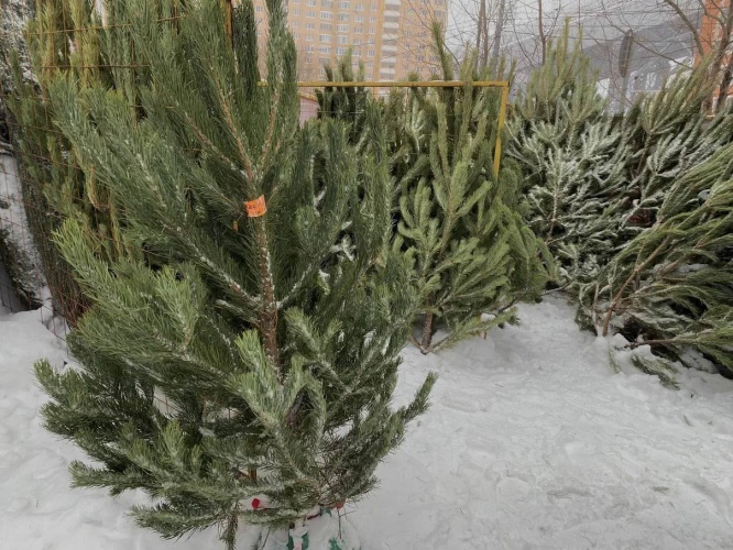 Елочные базары в Красногорске начнут работать 10 декабря