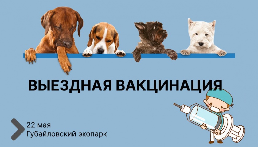 Выездную вакцинацию, чипирование и регистрацию домашних животных проведут в Красногорске 22 мая