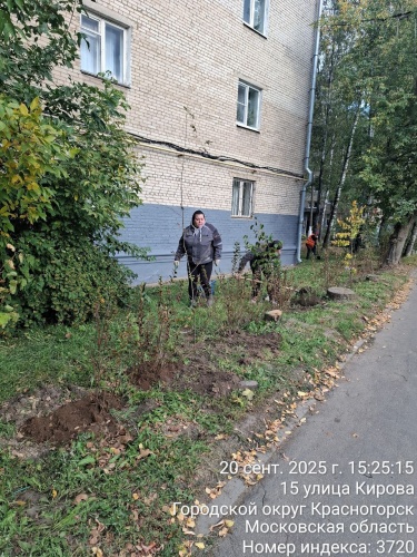 В честь Дня города в территориальном отделе Красногорск прошла акция по озеленению территории. В ней приняли участие сотрудники отдела, работники МБУ «КГС» и активные жители города