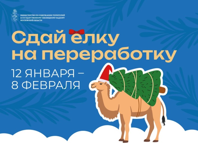 Подари своей ёлке вторую жизнь! — с 12 января в Подмосковье стартует акция «Сдай елку на переработку»