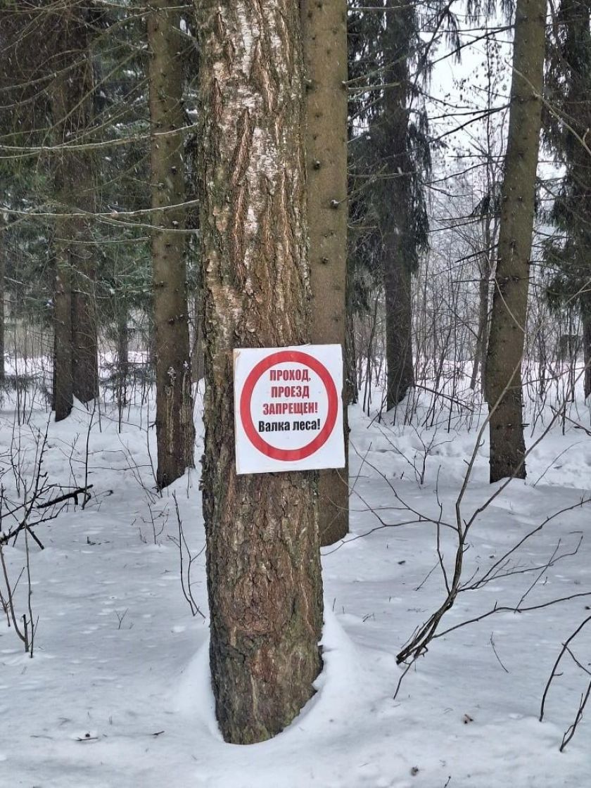 В Красногорске приступили к уборке погибшего леса