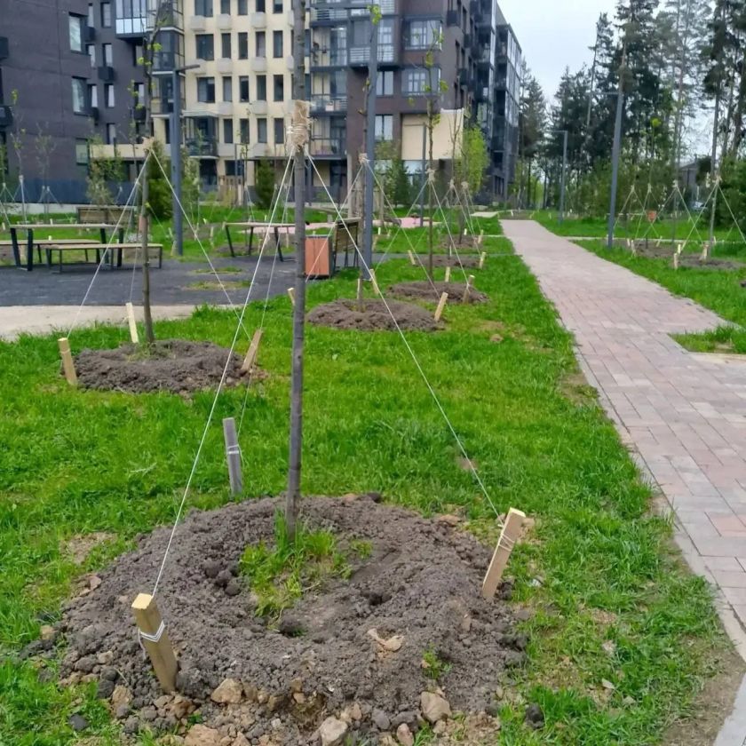 В ЖК «Лесная отрада» высадили 351 дерево в рамках акции «Сад памяти»