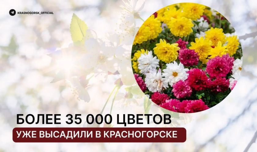 Клумбы и кашпо по всему округу украшают петунии, бегонии, цинерарии и каладиумы, чтобы радовать глаз и дарить летнее настроение вам, дорогие красногорцы!