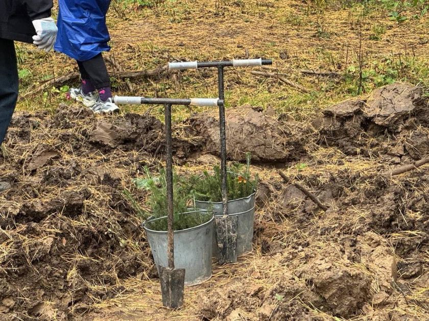Для будущих поколений - более 1 тысячи саженцев ели посадили в Красногорске
