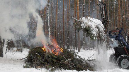 В Опалиховском лесничестве идет сжигание порубочных остатков