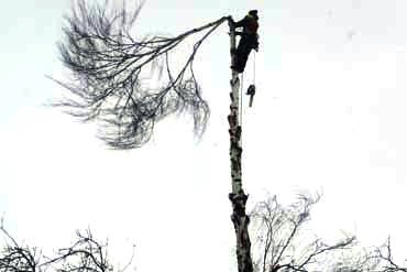 На территории Красногорска ведется борьба с сухостойными и аварийными деревьями