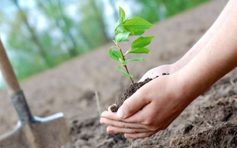Ежегодная акция "Наш лес. Посади свое дерево" пройдет в Красногорском районе 17 сентября