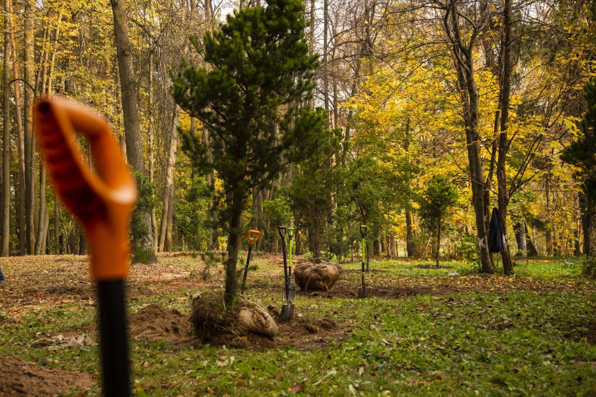 15 саженцев сосны высадили в парке имени Карбышева в Нахабино