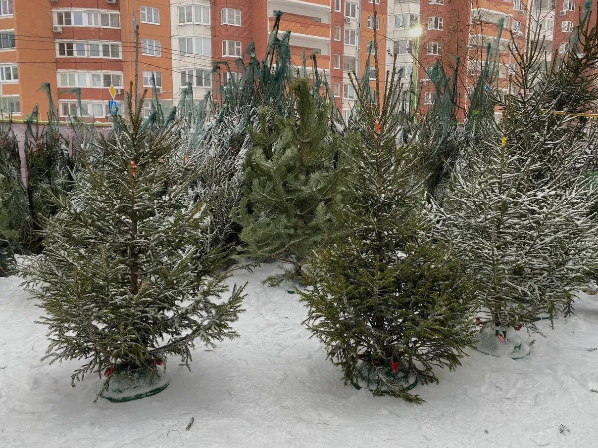 Новогодние ёлочные базары открылись в Красногорске