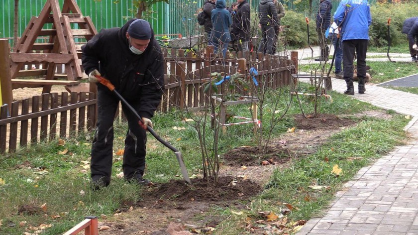 В Красногорске посадили молодые саженцы деревьев и кустарников