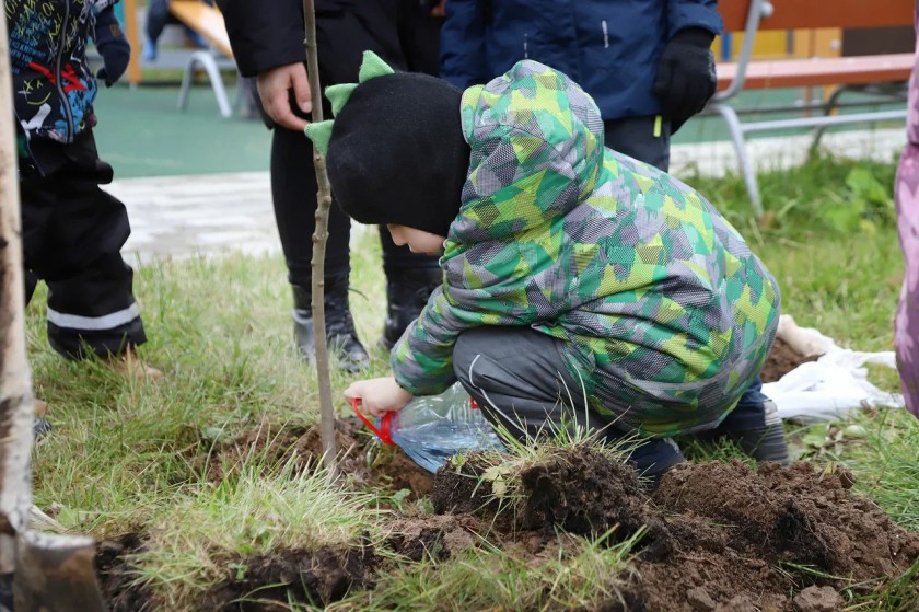 Свыше 80 деревьев и кустарников посадили в детском саду в Нахабино