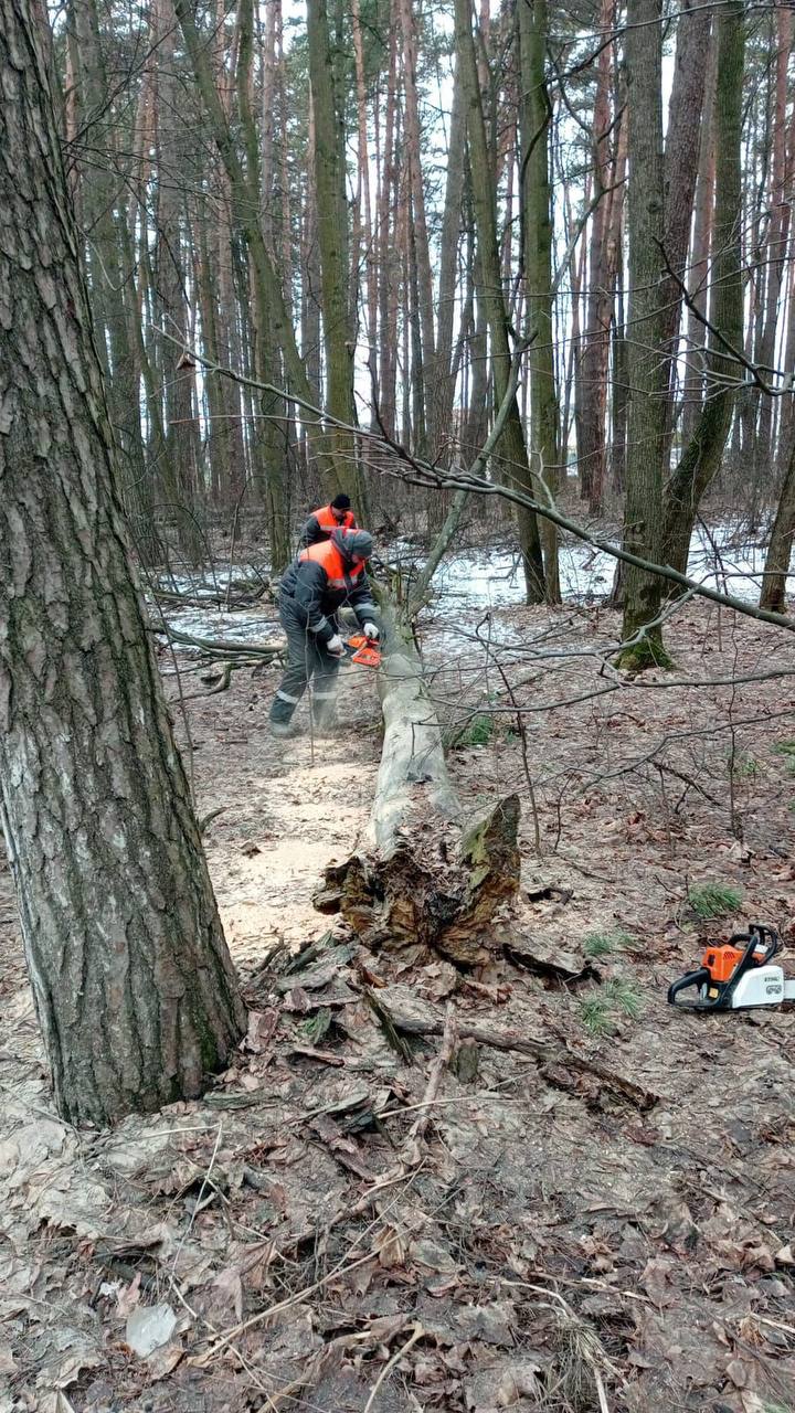 В рамках подготовки к весеннему сезону сотрудники Красногорской городской службы проводят опиловку аварийных деревьев