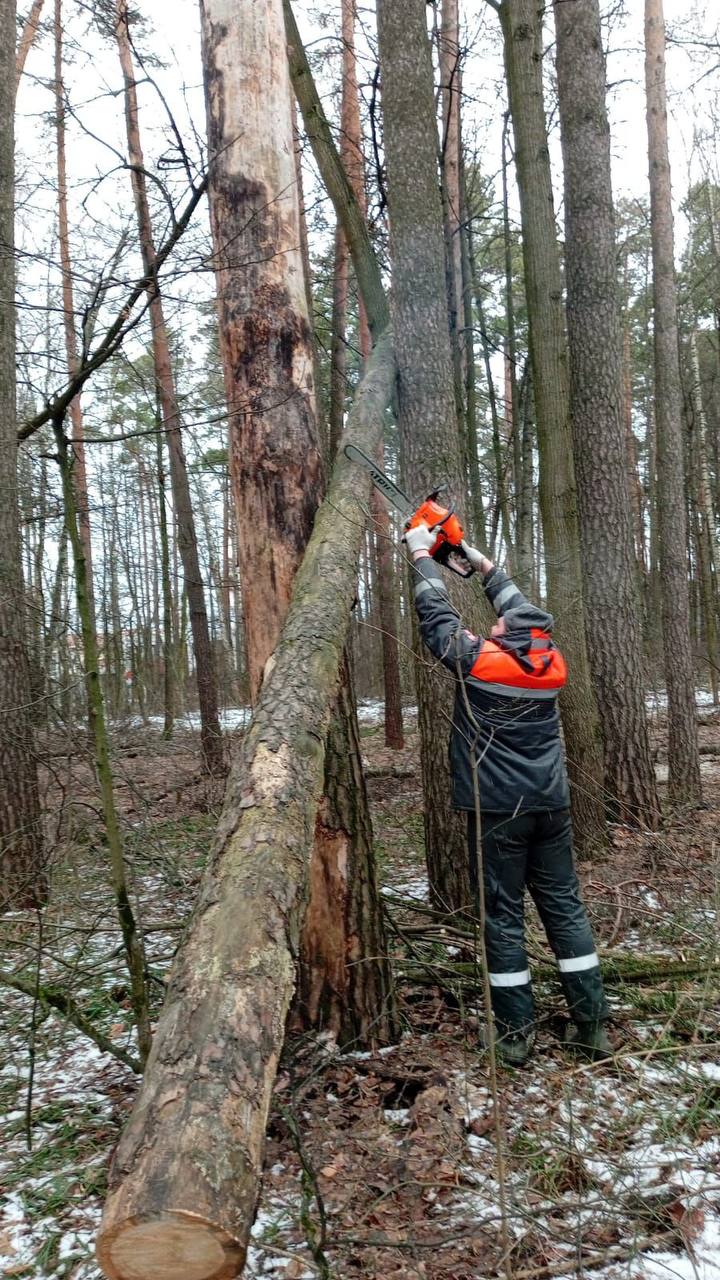 В рамках подготовки к весеннему сезону сотрудники Красногорской городской службы проводят опиловку аварийных деревьев