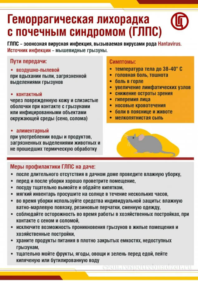 О профилактике геморрагической лихорадки с почечным синдромом (ГЛПС)