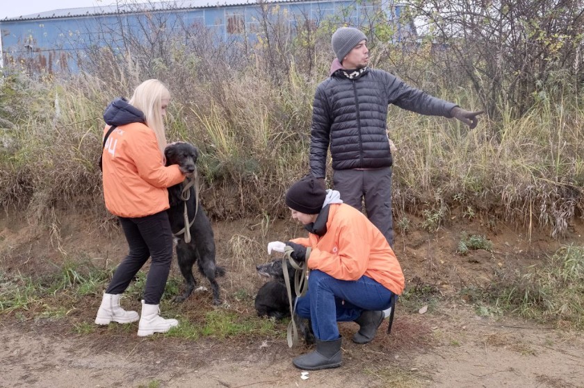 «Лохматому ангелу» – от чистого сердца
