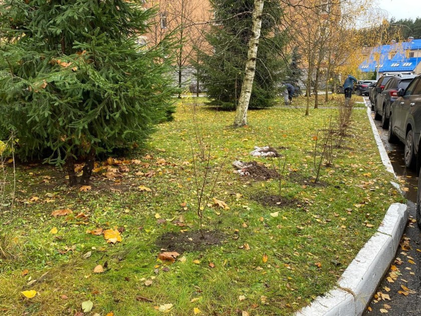 В Красногорске прошла акция по озеленению дворовых территорий