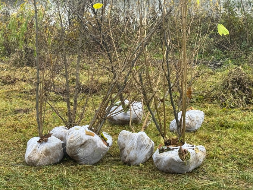 Аллея памяти в честь погибших воинов