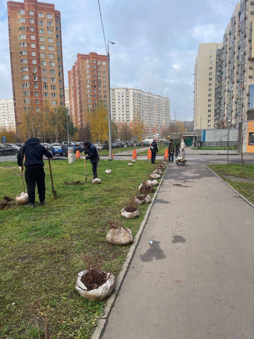 В микрорайоне Павшинская пойма продолжается осеннее озеленение