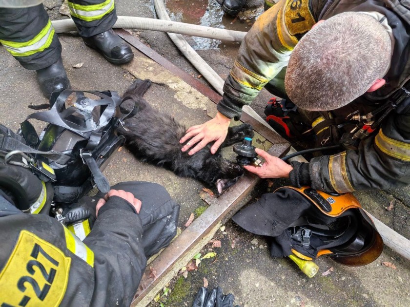 В Нахабино огнеборцы спасли кота во время тушения пожара