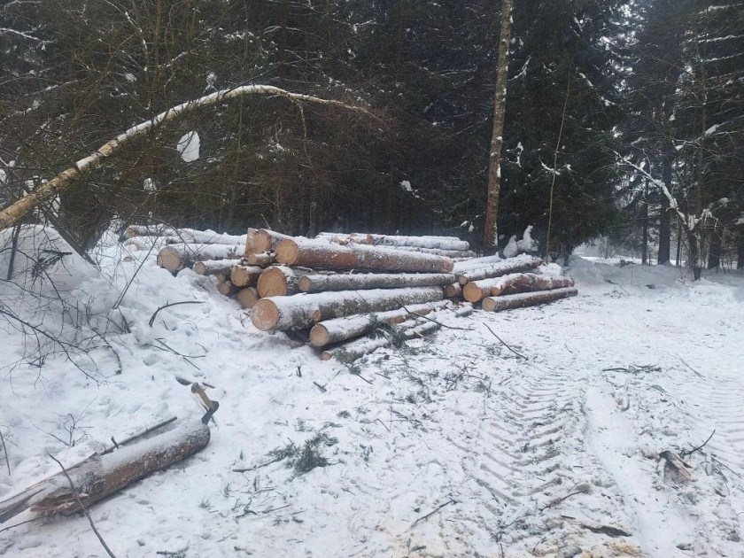 В Красногорске приступили к уборке погибшего леса