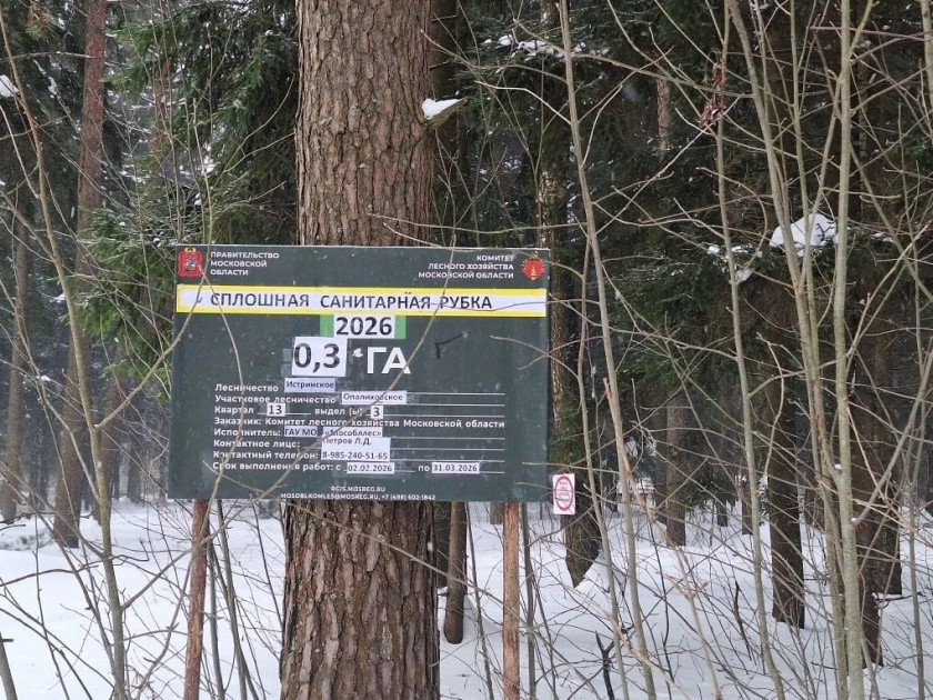 В Красногорске приступили к уборке погибшего леса