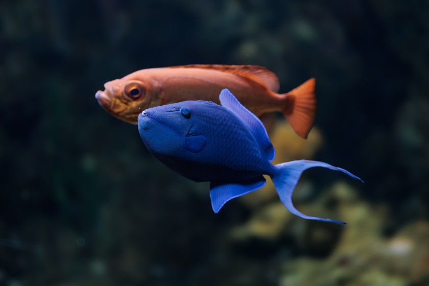 Внеурочные занятия для подмосковных школьников разработали в «Крокус Сити Океанариуме» в Красногорске