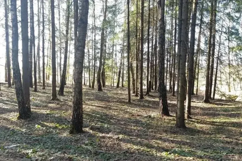 В Красногорске ведут уборку неликвидной древесины в лесных массивах