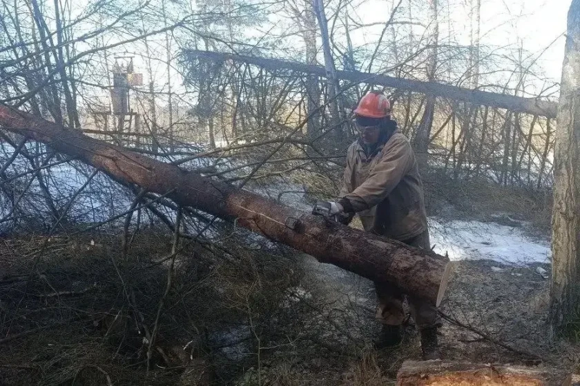 В Красногорске ведут уборку неликвидной древесины в лесных массивах