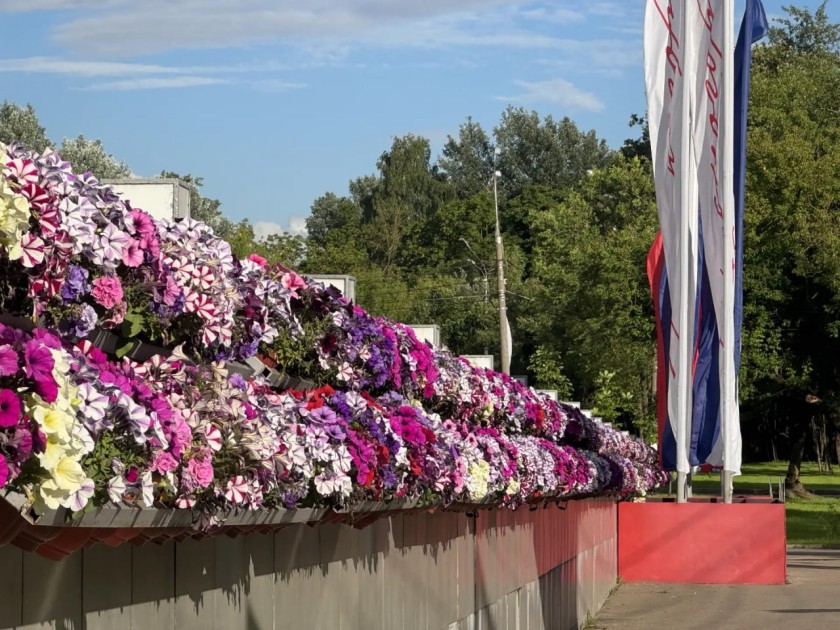 Клумбы и кашпо по всему округу украшают петунии, бегонии, цинерарии и каладиумы, чтобы радовать глаз и дарить летнее настроение вам, дорогие красногорцы!