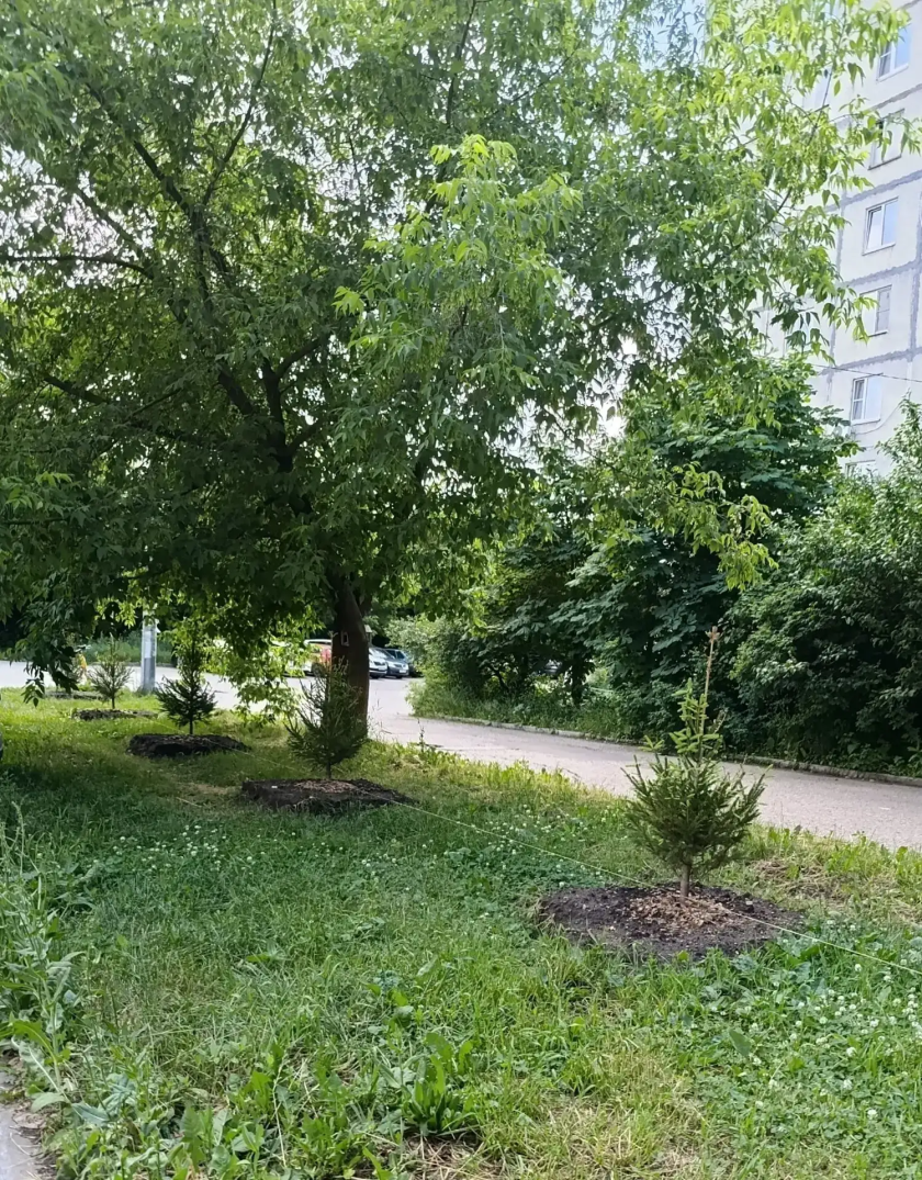 Озеленение во дворе: итоги совместной работы