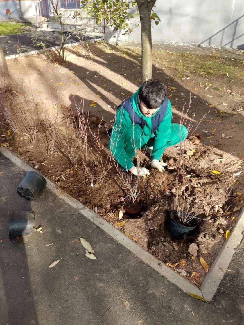 Живая изгородь украсила двор в Красногорске