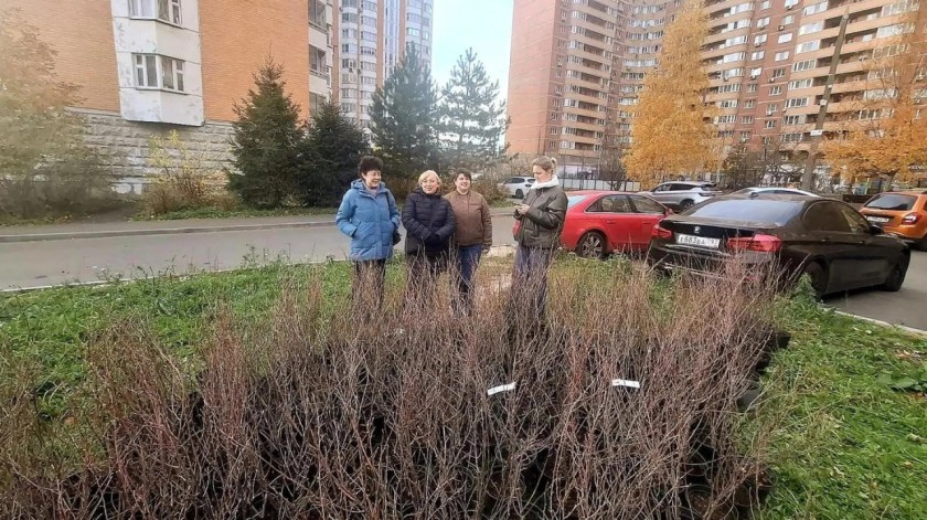 Живая изгородь украсила двор в Красногорске