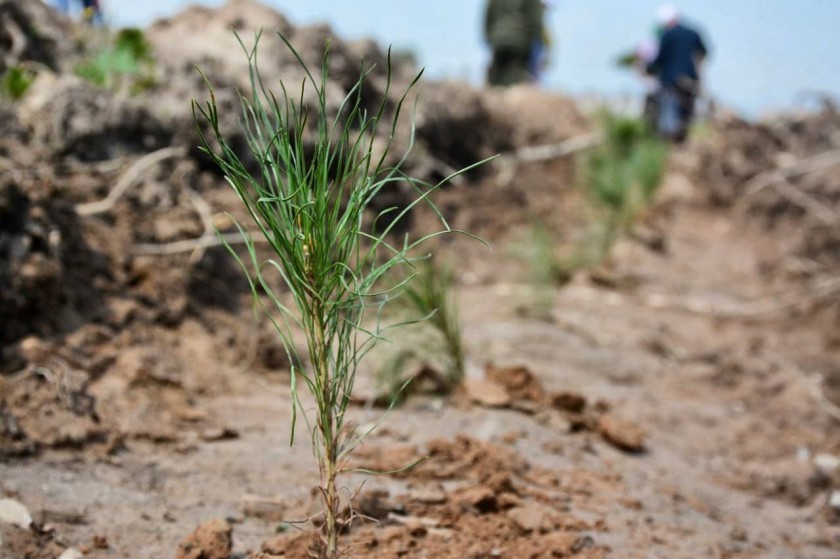 Почти 18 тысяч молодых деревьев посадили в Красногорске в ходе областной акции