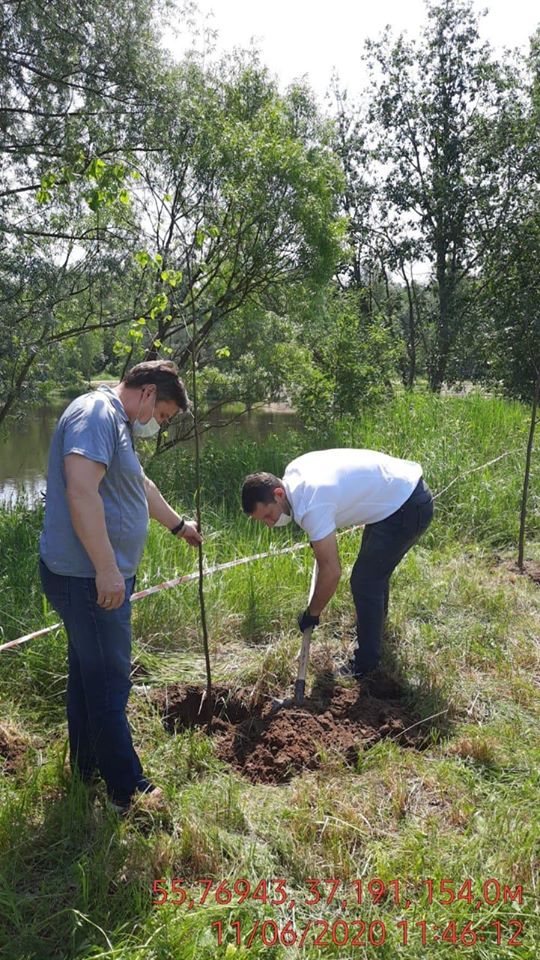 В Красногорске продолжается высадка деревьев
