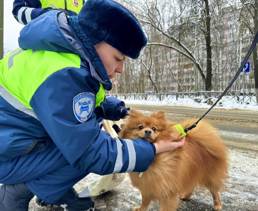 Сотрудники подмосковной Госавтоинспекции напомнили пешим участниками дорожного движения о строгом соблюдении ПДД