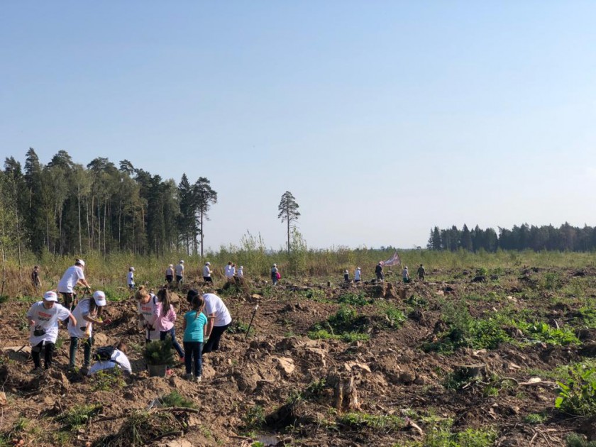 Порядка 24 тысяч саженцев сосны высадили в Красногорске в рамках акции «Наш лес»