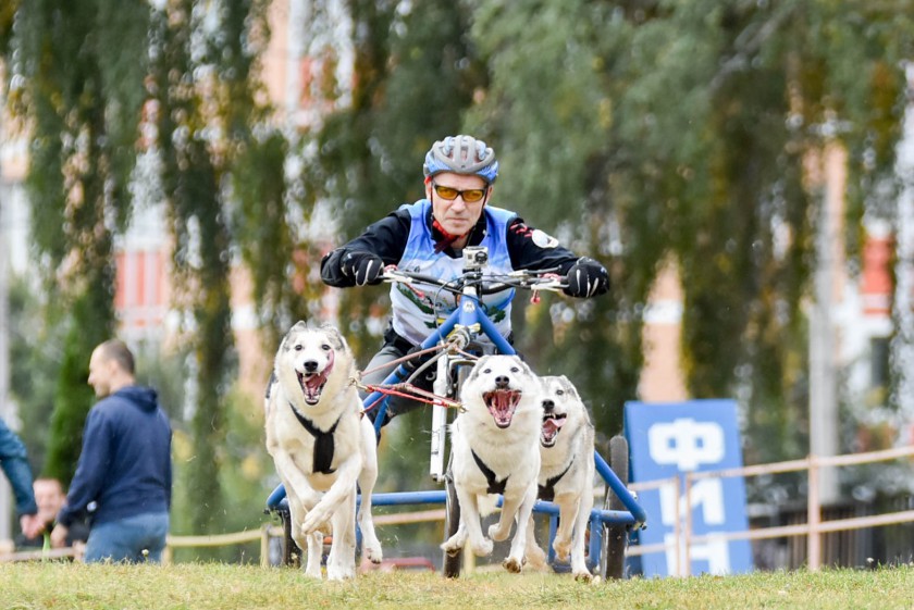 В Красногорске прошли соревнования по ездовому спорту