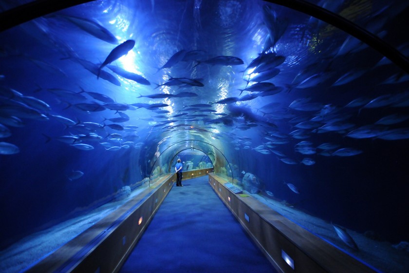 «Крокус Сити океанариум» в Красногорске примет первых посетителей в конце октября