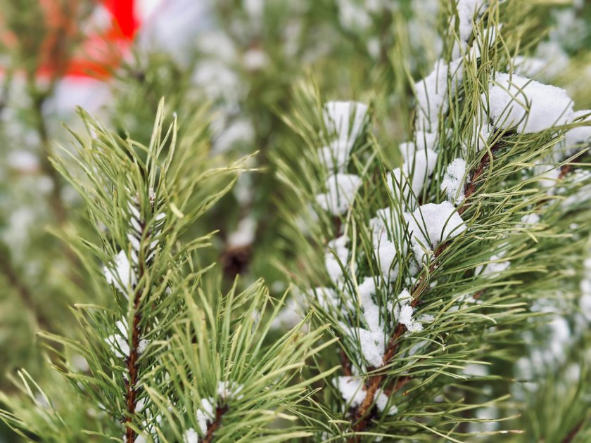Красногорцы могут сдать новогодние ёлки на переработку до 15 февраля