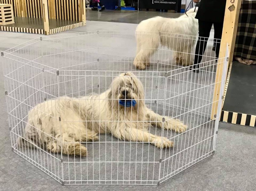 Интернациональная выставка собак «Евразия-2019» прошла в Красногорске